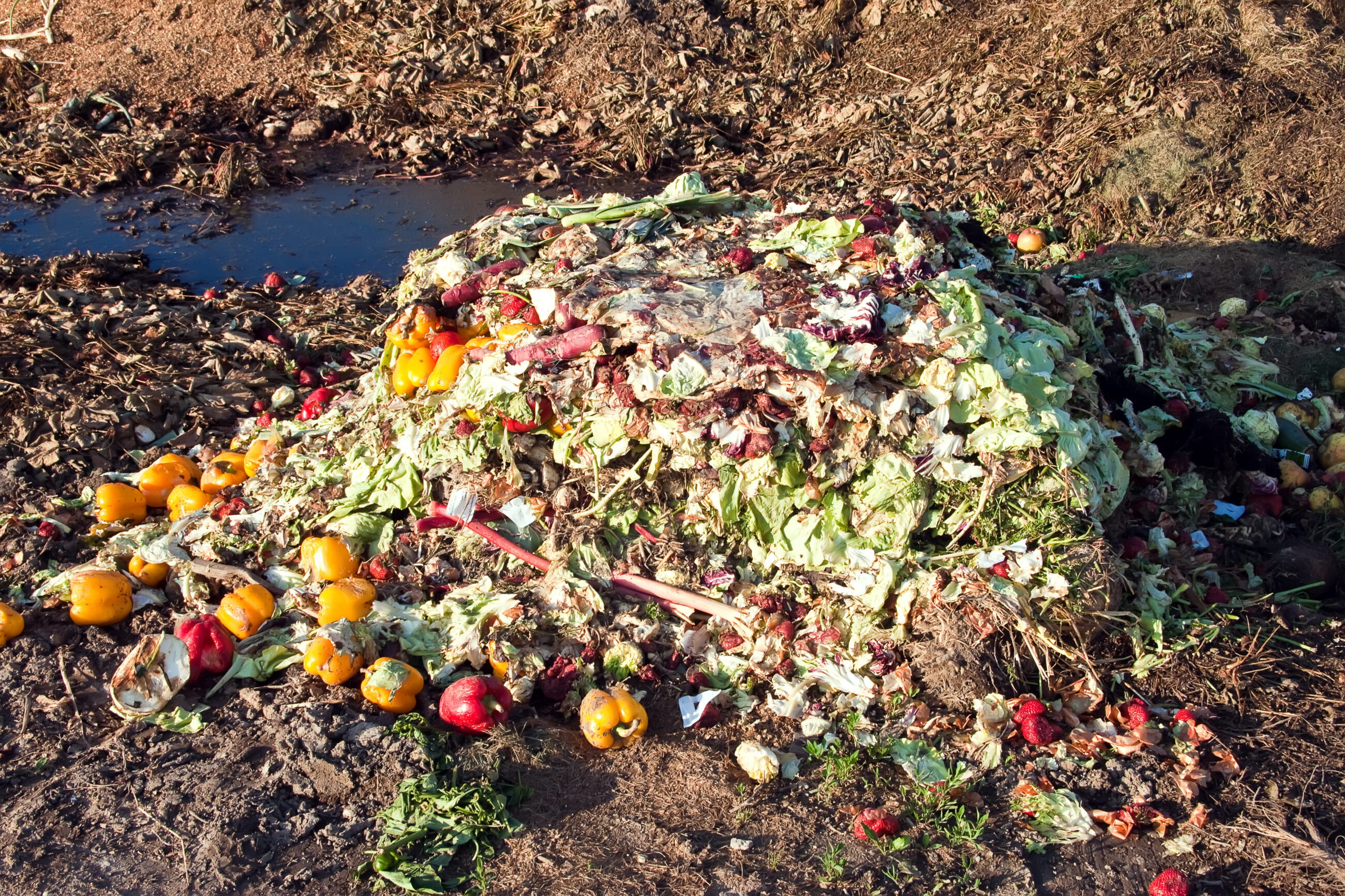 food-waste-image